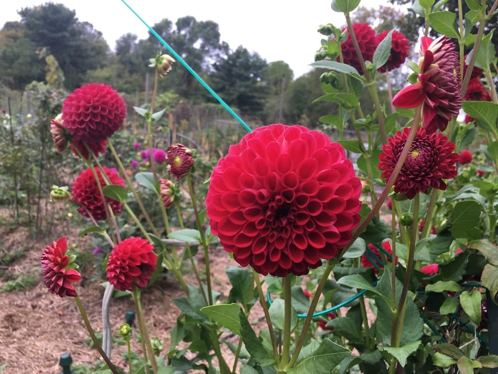 County Farm Park, photo 3