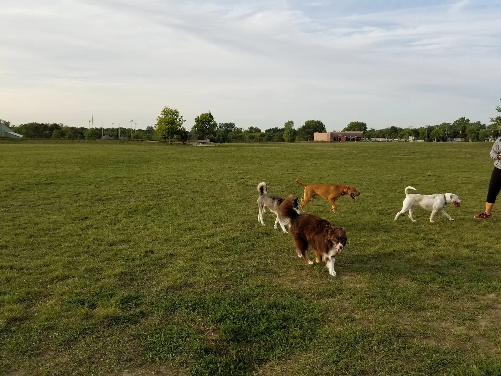 Dog park in Ann Arbor