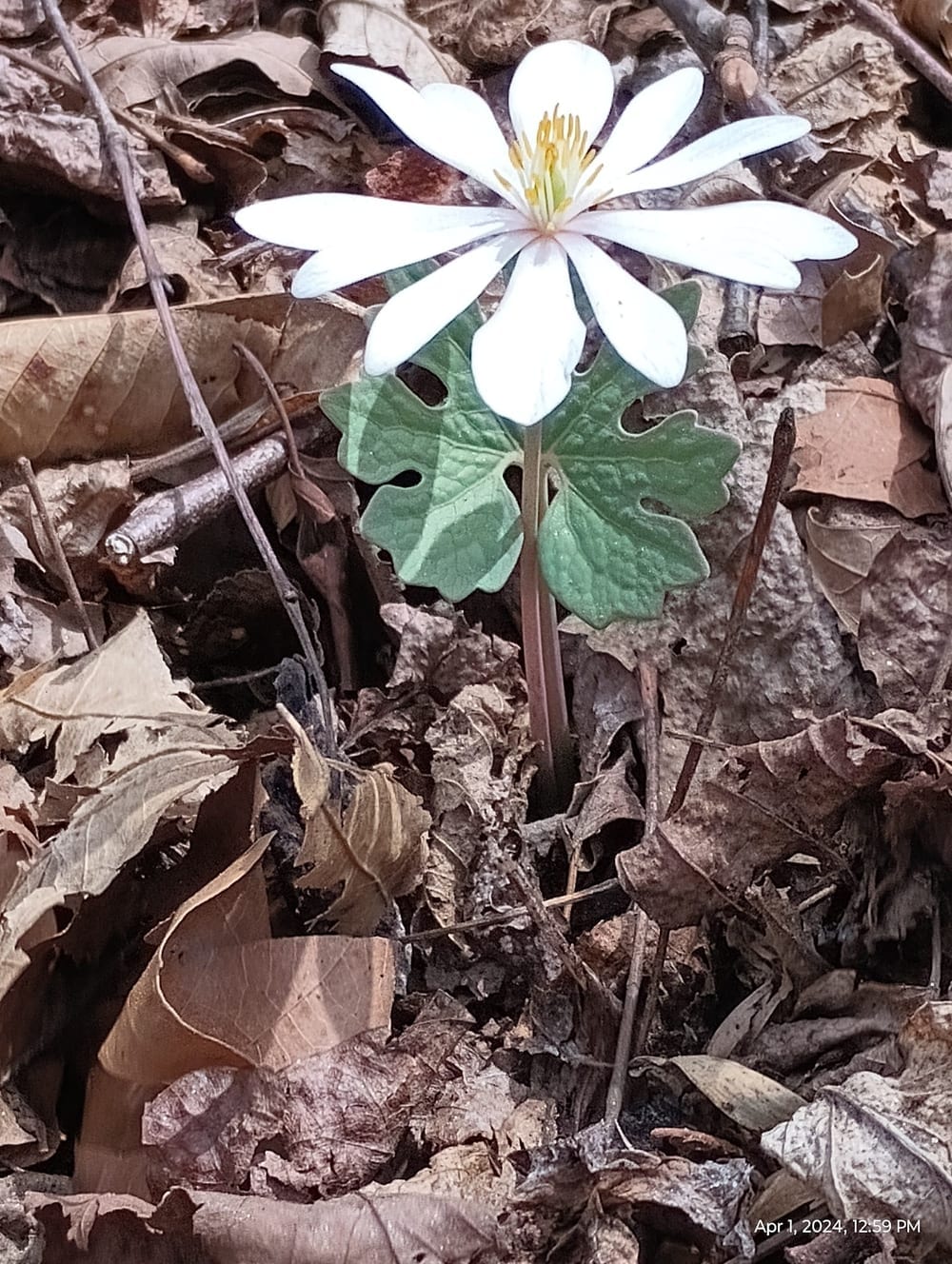 Fletcher Parks & Recreation Dog Park, photo 3