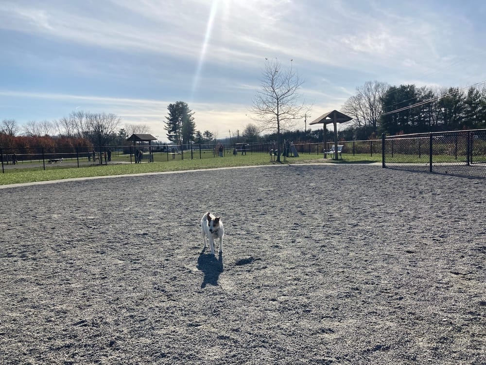 Mills River Dog Park, photo 2