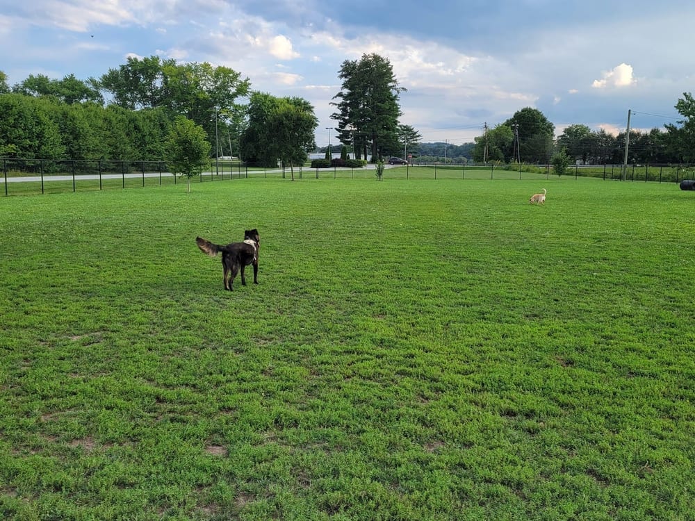 Mills River Dog Park, photo 3