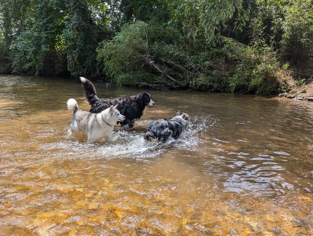 Mills River Park, photo 2