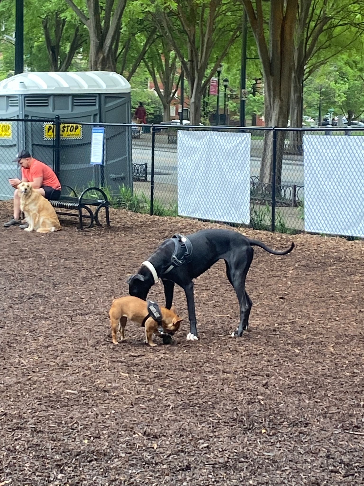 10th Street Dog Park