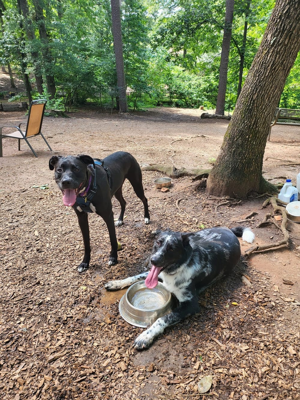 Adair Dog Park, photo 2
