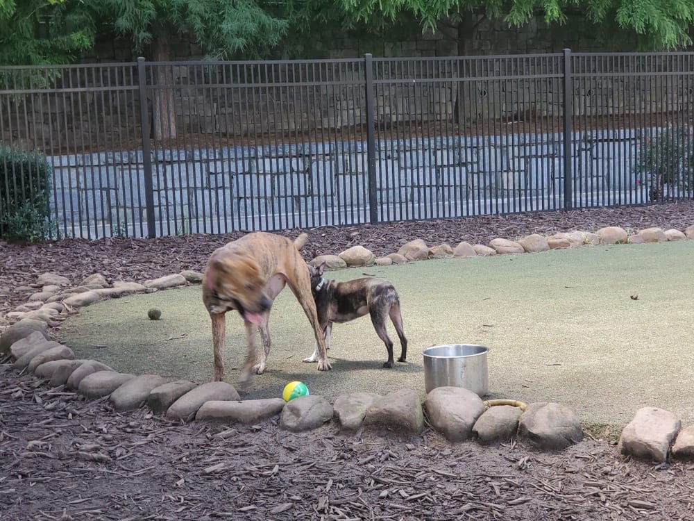 Atlantic Station Dog Park, photo 2