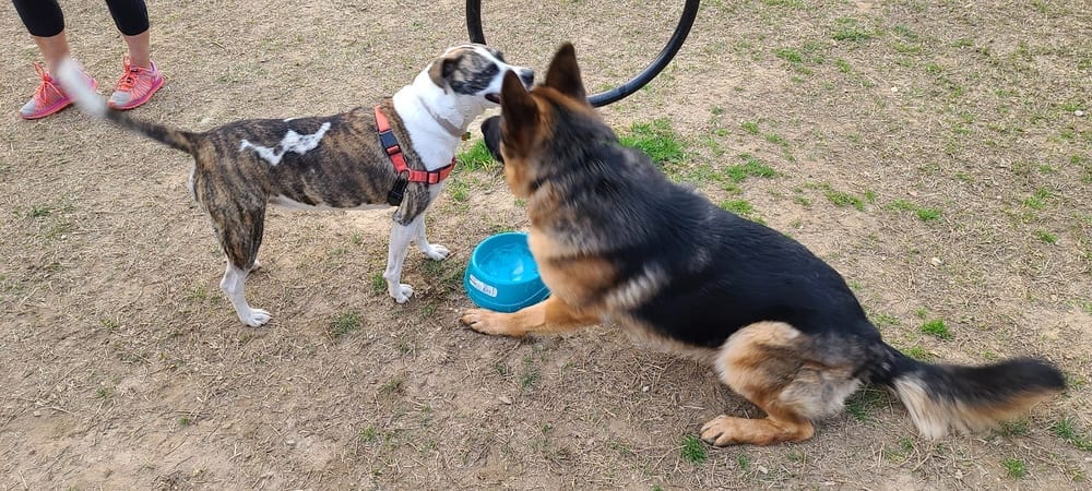 East Point Dog Park, photo 3