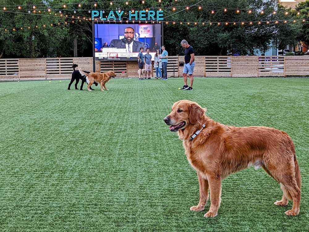 Fetch Park Buckhead, photo 2