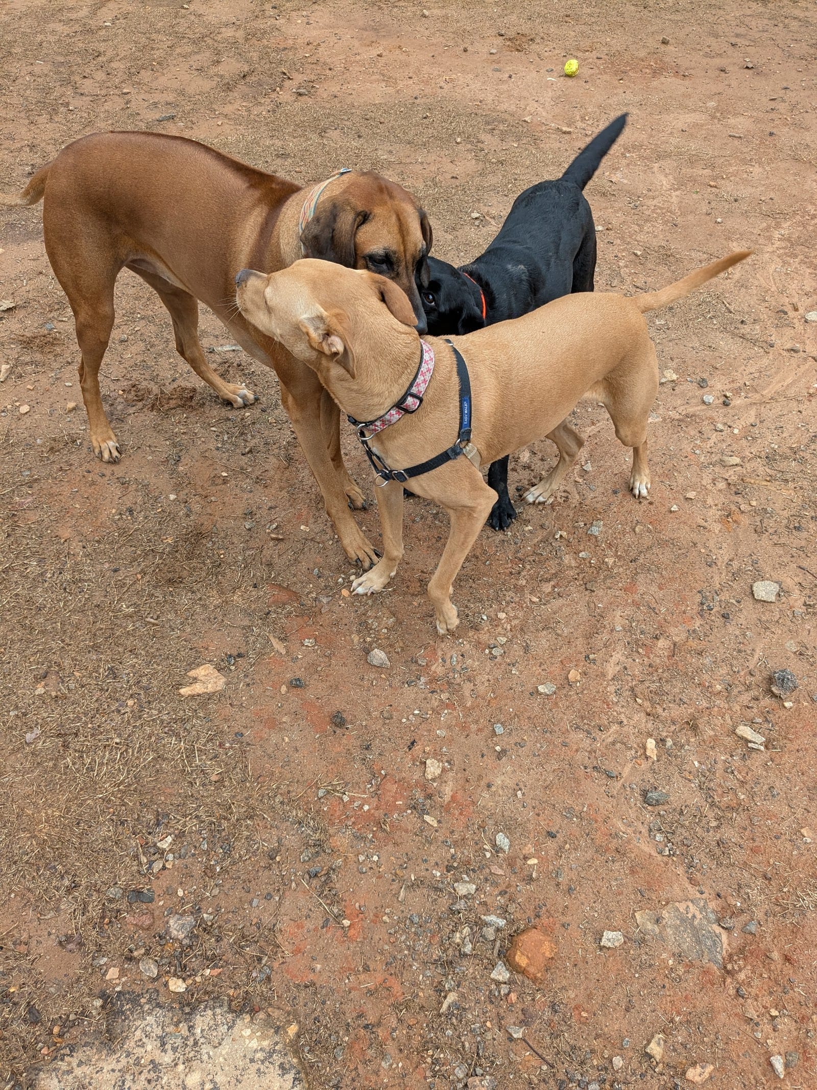 Freedom Barkway Dog Park