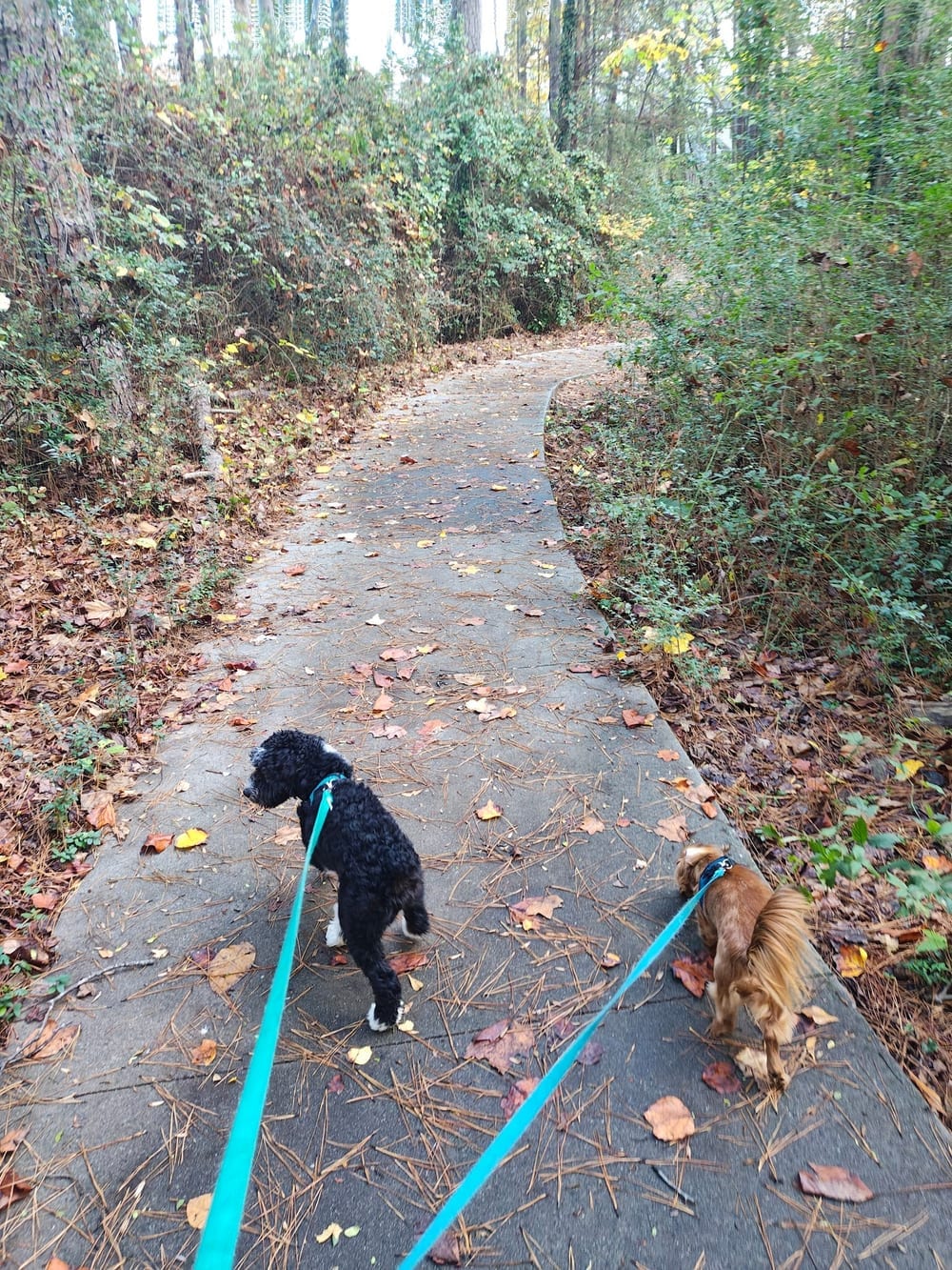 Graves Dog Park, photo 3