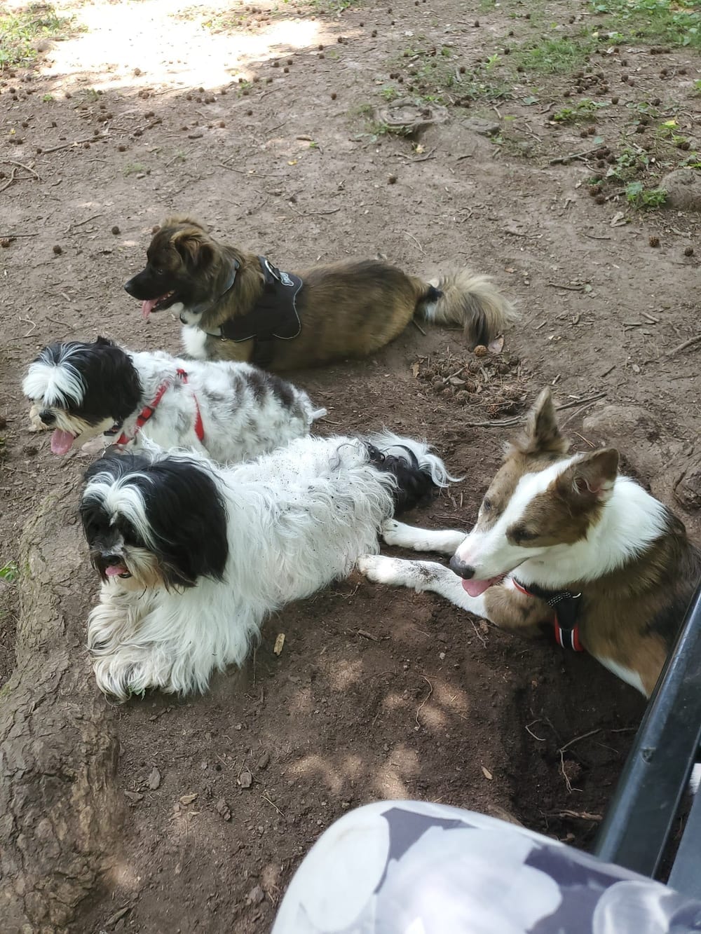 Kirkwood Dog Park, photo 2