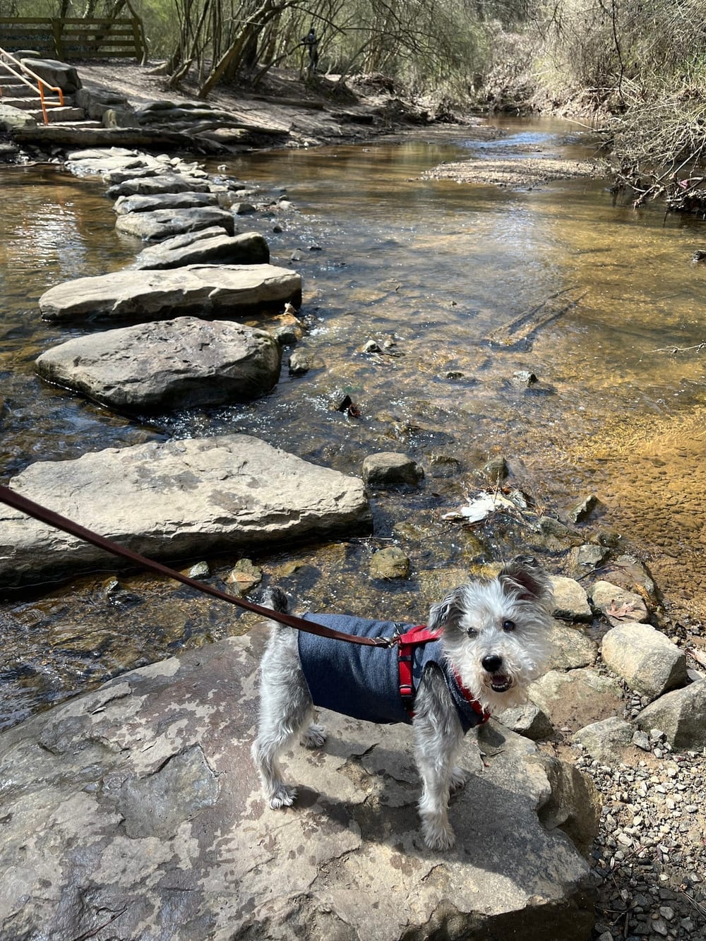 Mason Mill Dog Park, photo 2