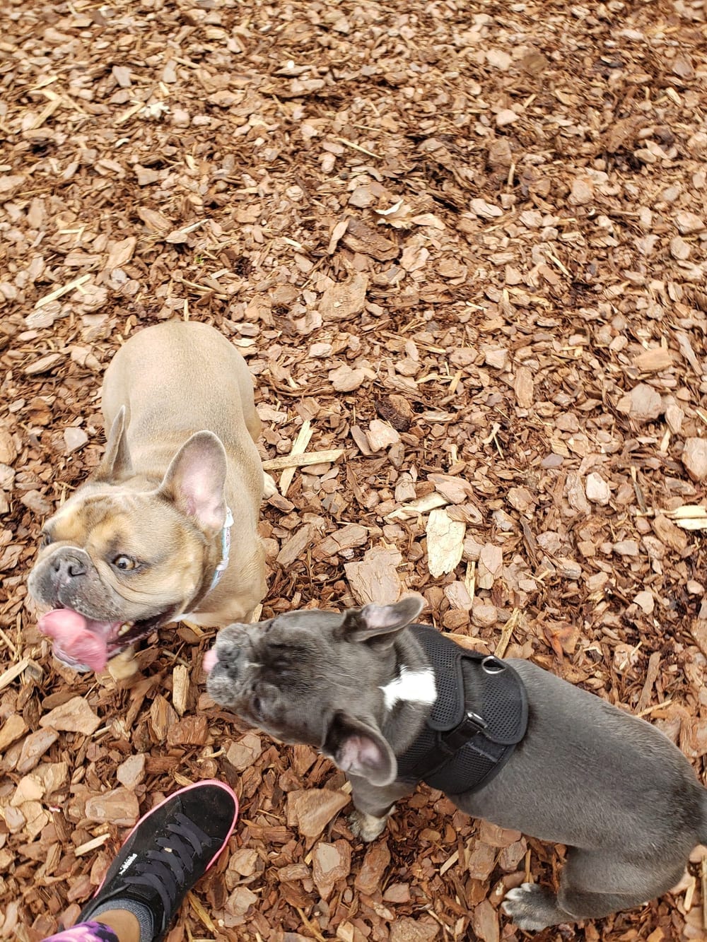 Mason Mill Dog Park, photo 3