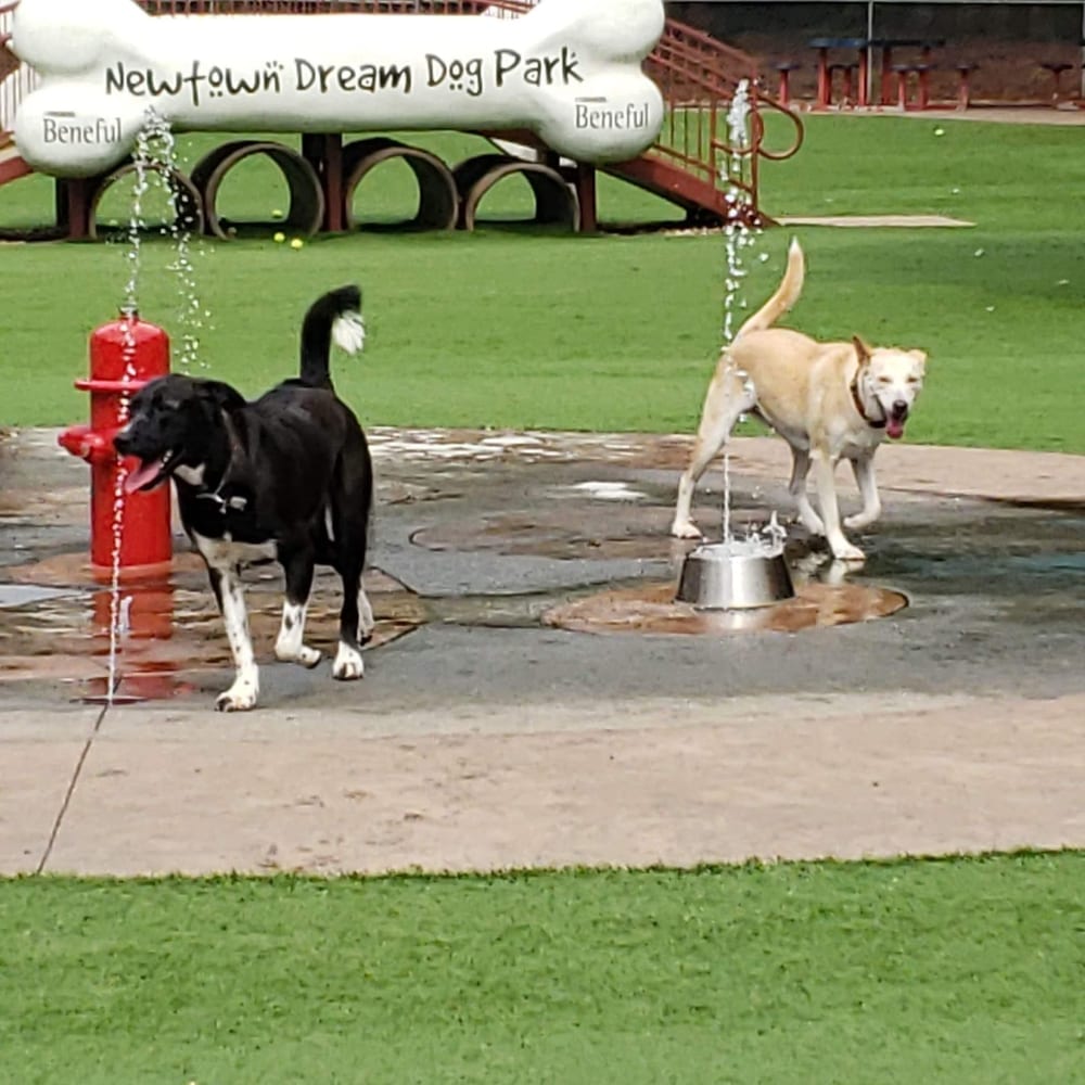 Newtown Dream Dog Park, photo 3