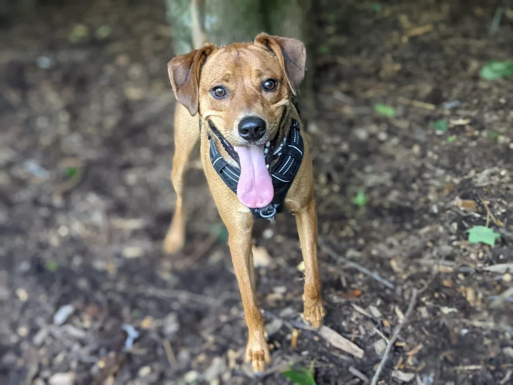Oakhurst Dog Park, photo 2