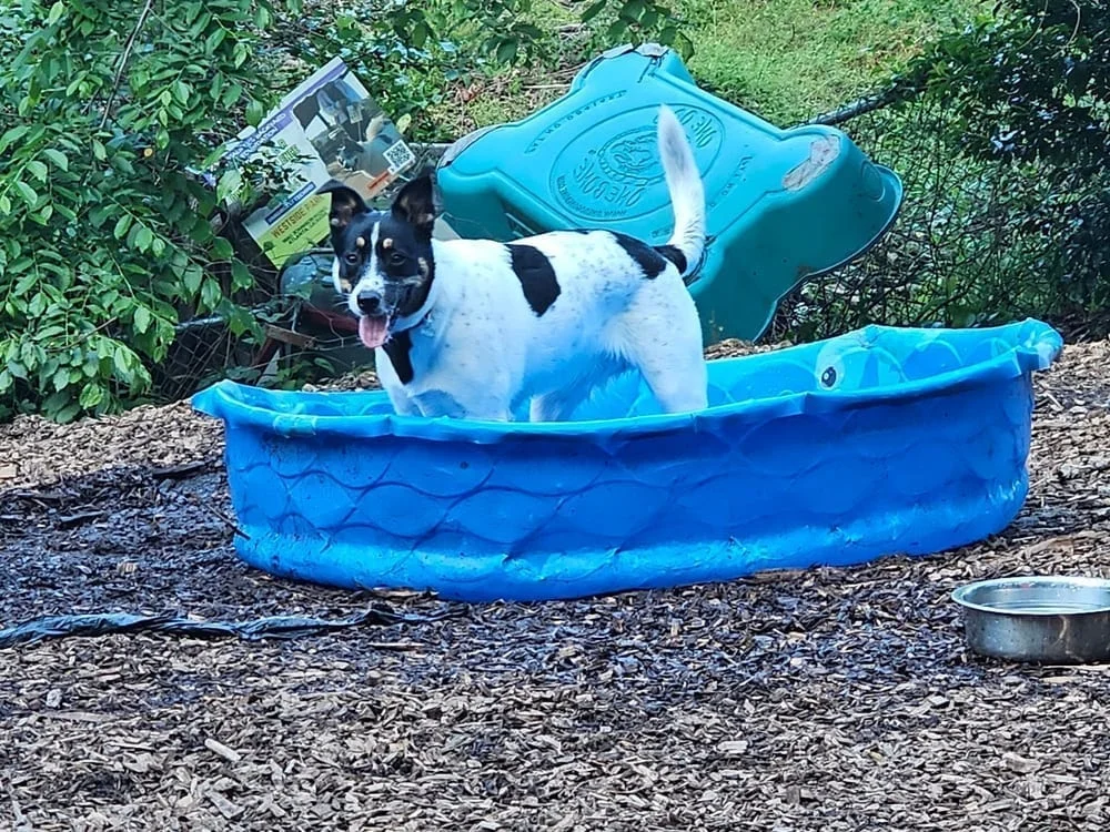 Oakhurst Dog Park, photo 3