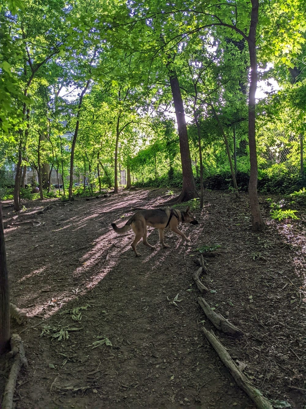 Oakhurst Dog Park, photo 3