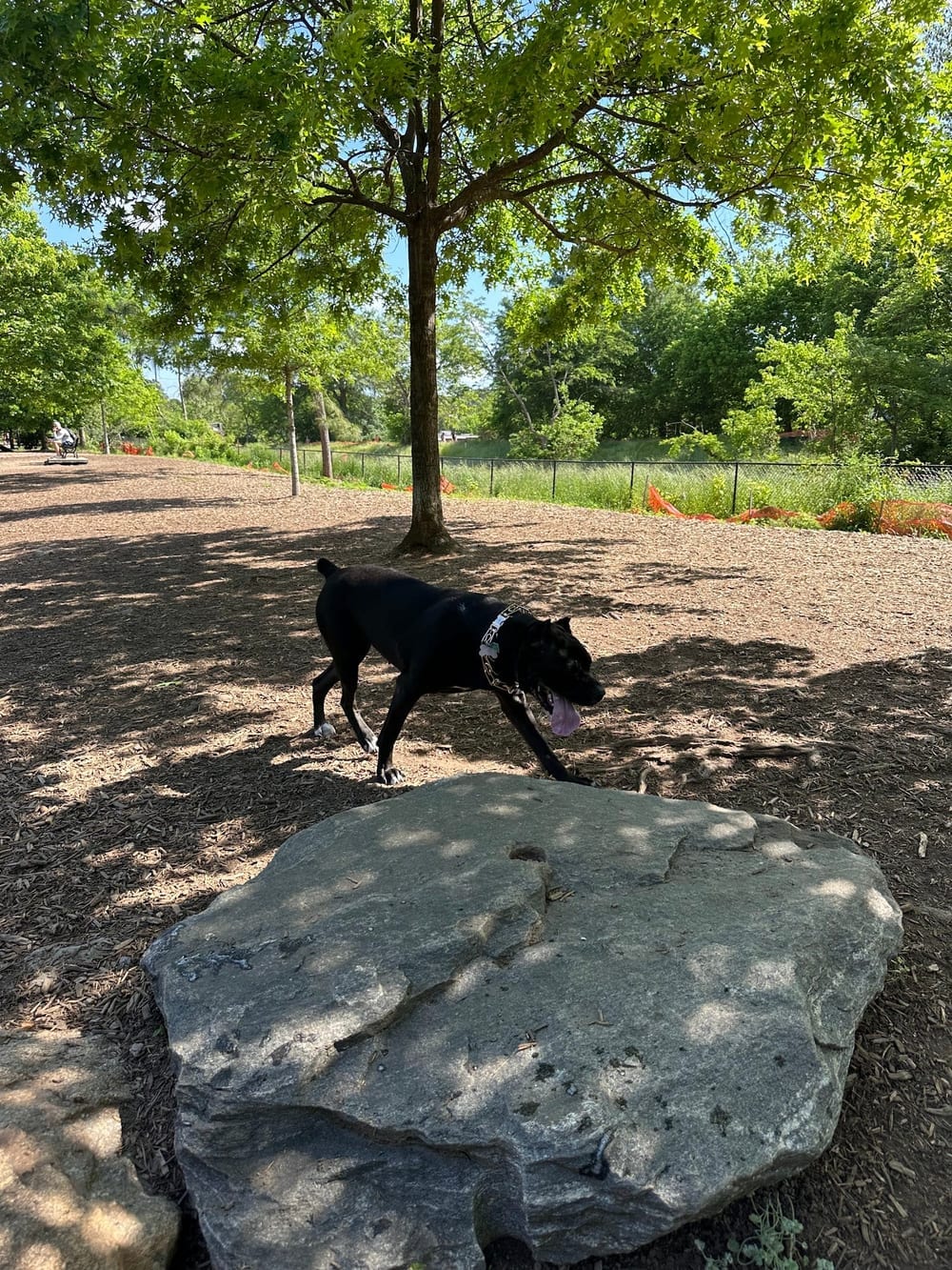 Piedmont Dog Park, photo 2
