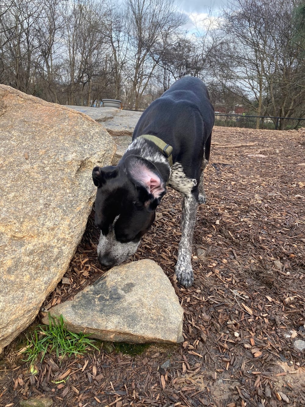 Piedmont Dog Park, photo 3