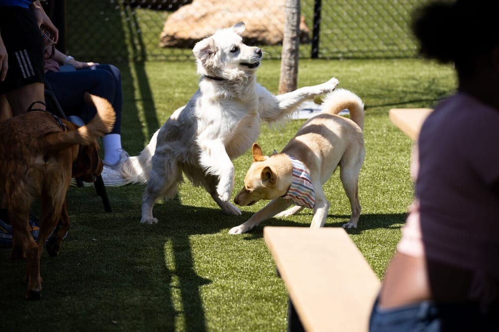 Skiptown Atlanta, photo 2