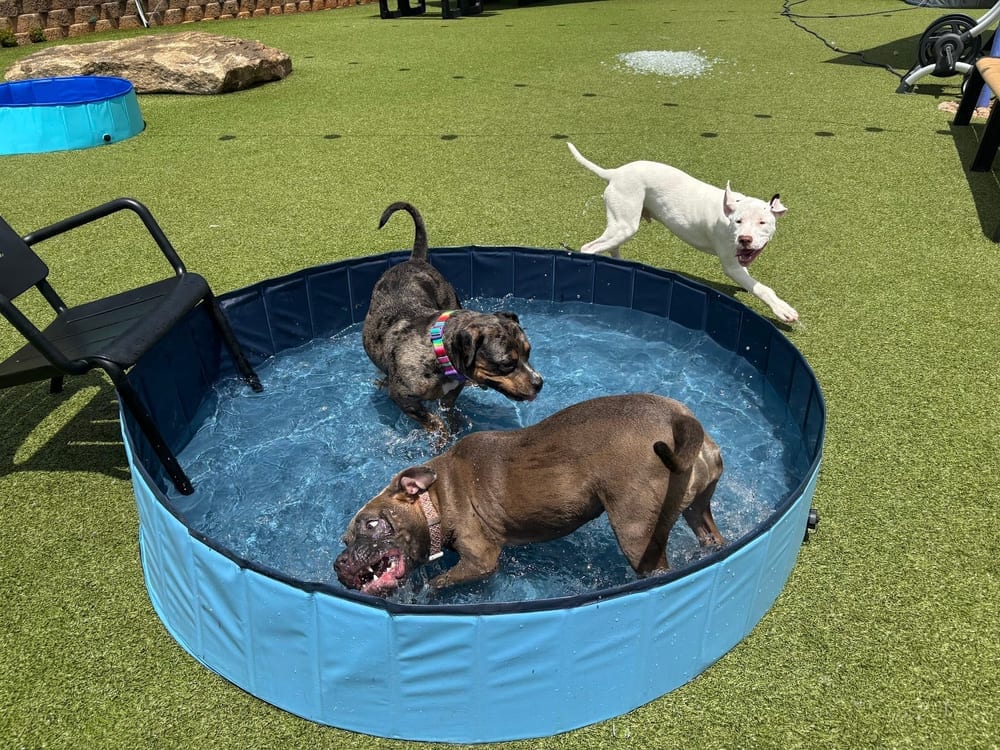 Skiptown Atlanta, photo 3