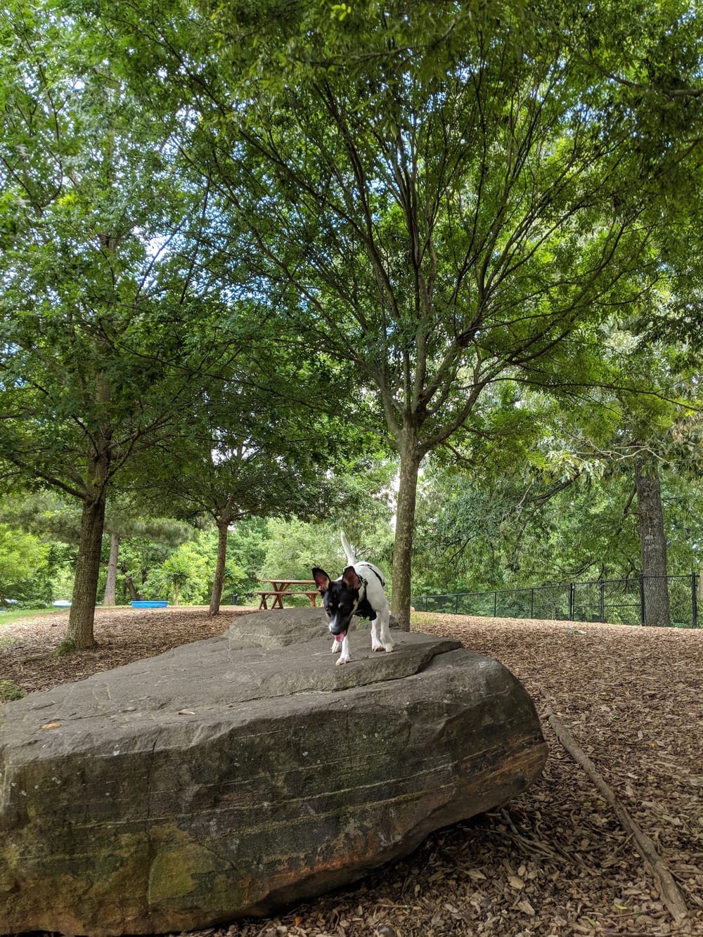 South Bend Dog Park, photo 2