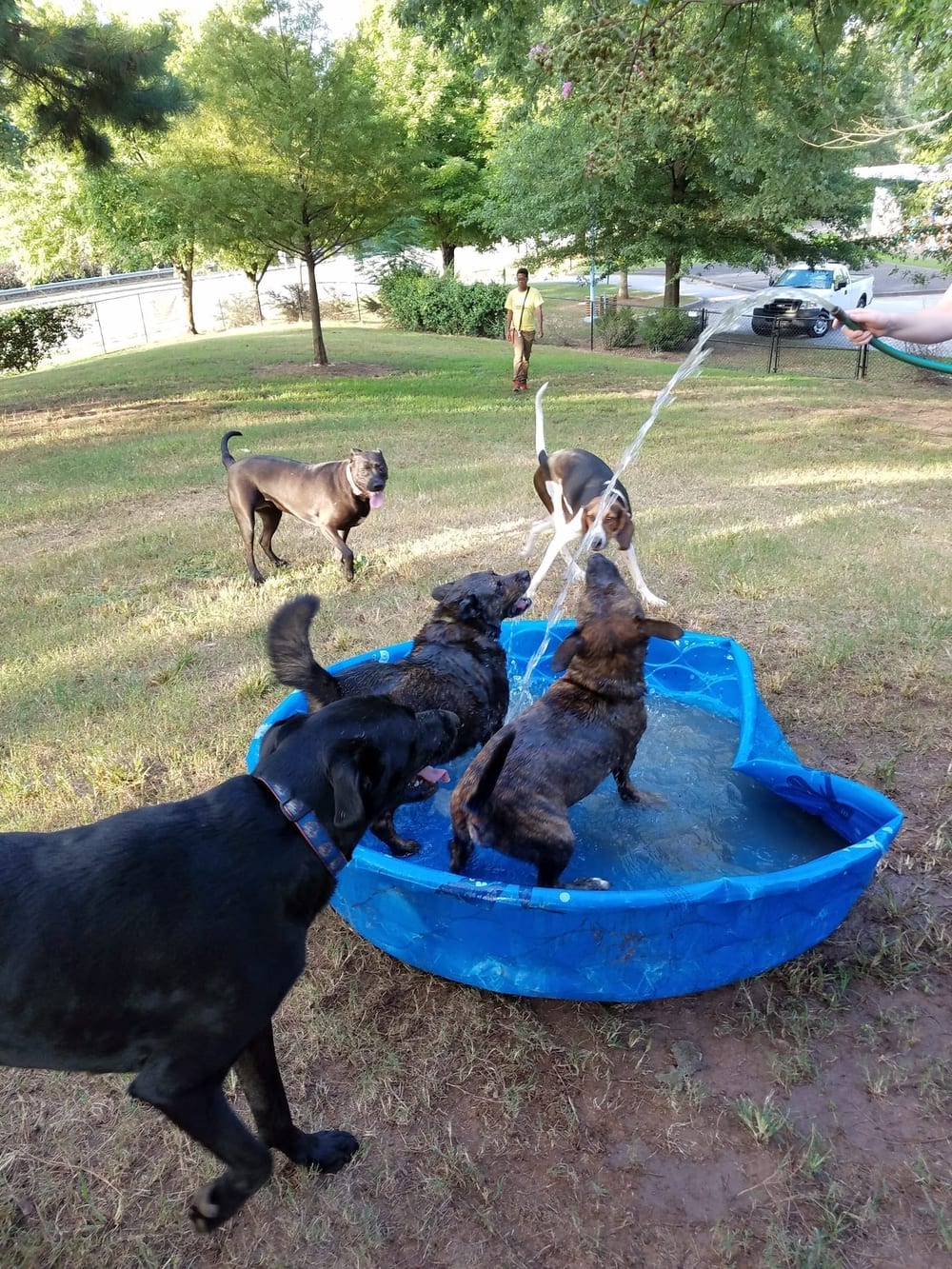 South Bend Dog Park, photo 3