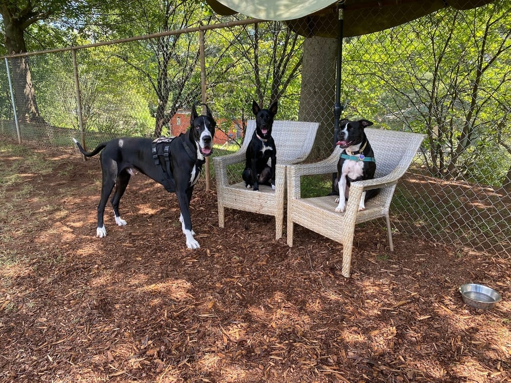 Walker Park Dog Park, photo 2