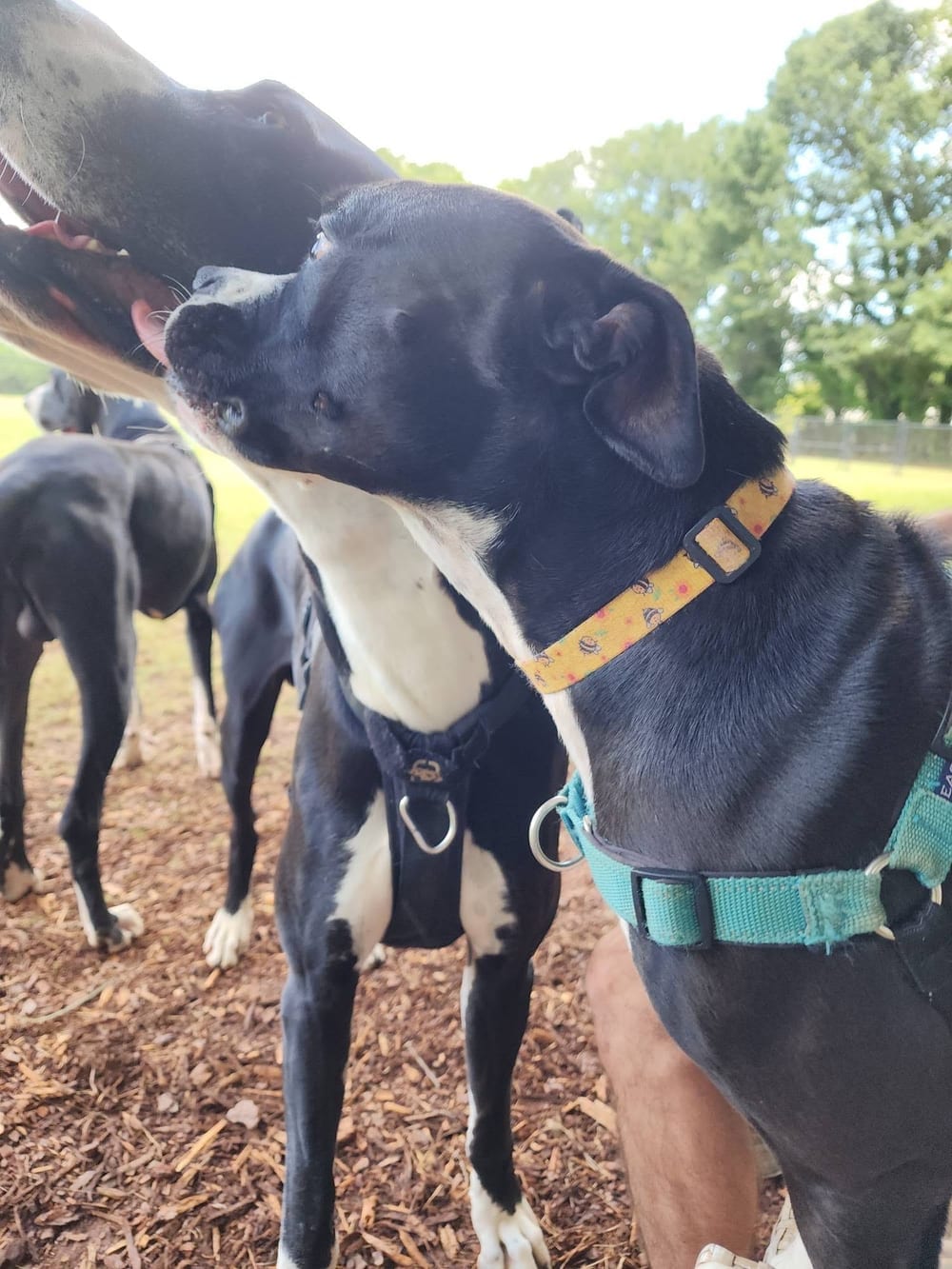 Walker Park Dog Park, photo 3