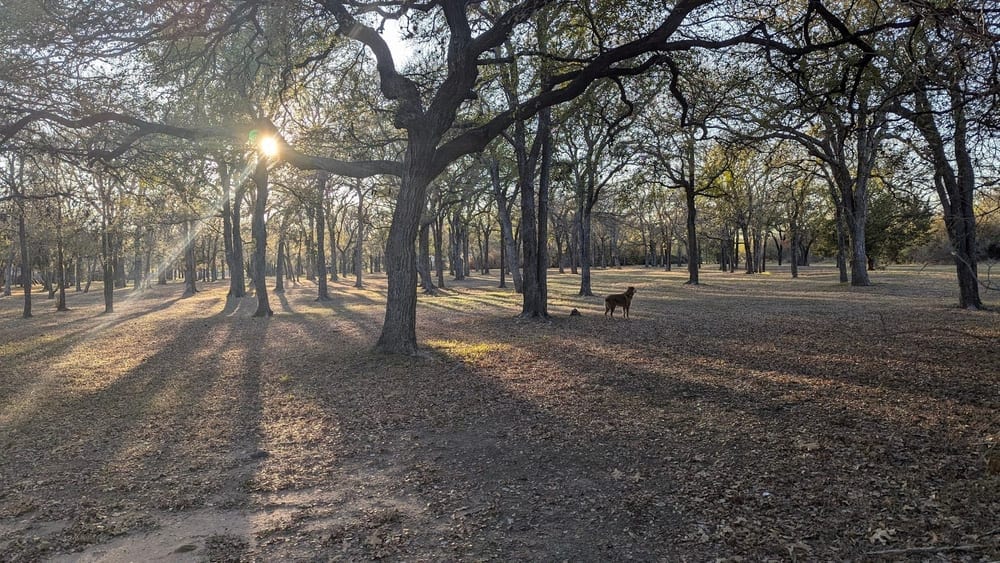 Auditorium Shores Dog Park, photo 3