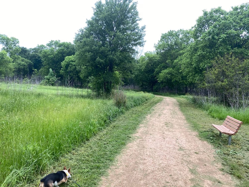 Dog Park Blue, photo 3