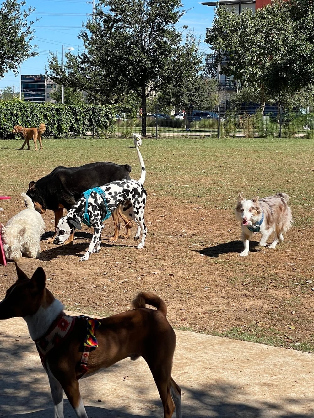 Domain Central Bark, photo 2