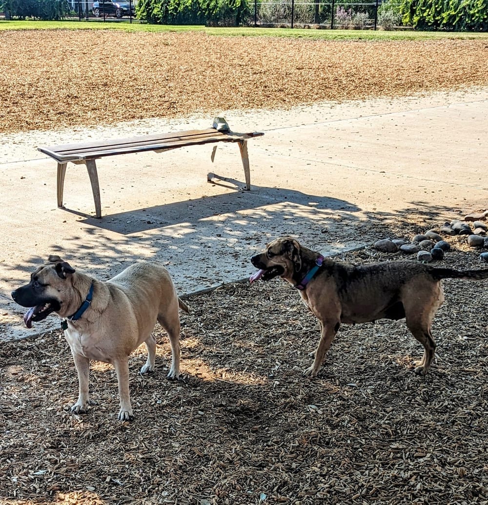 Domain Central Bark, photo 3