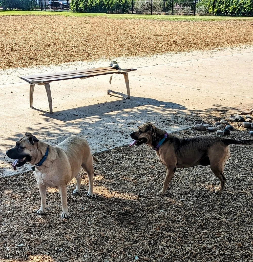 Domain Central Bark, photo 3