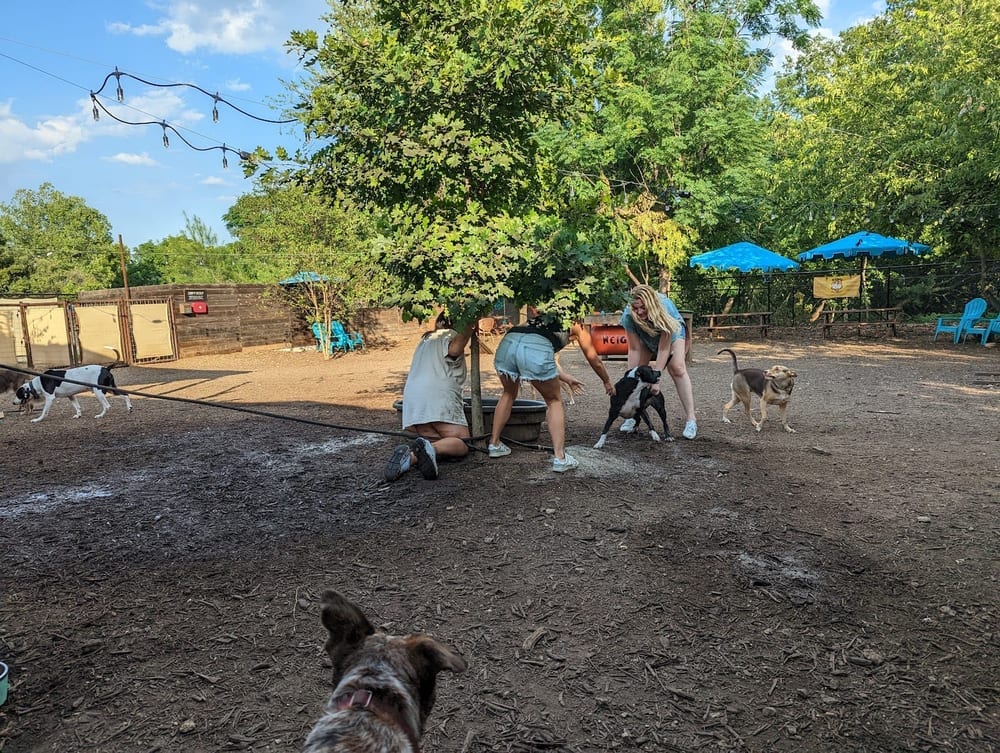 Neighbors Dog Park & Cafe, photo 2