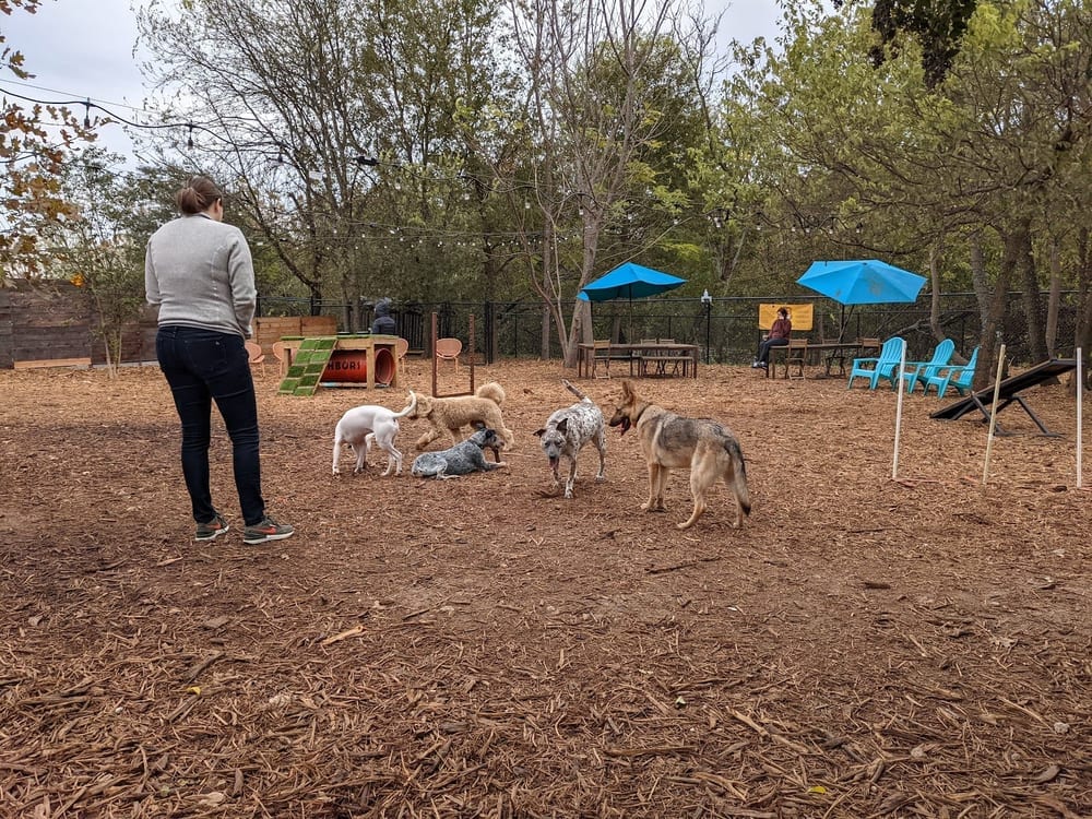 Neighbors Dog Park & Cafe, photo 3