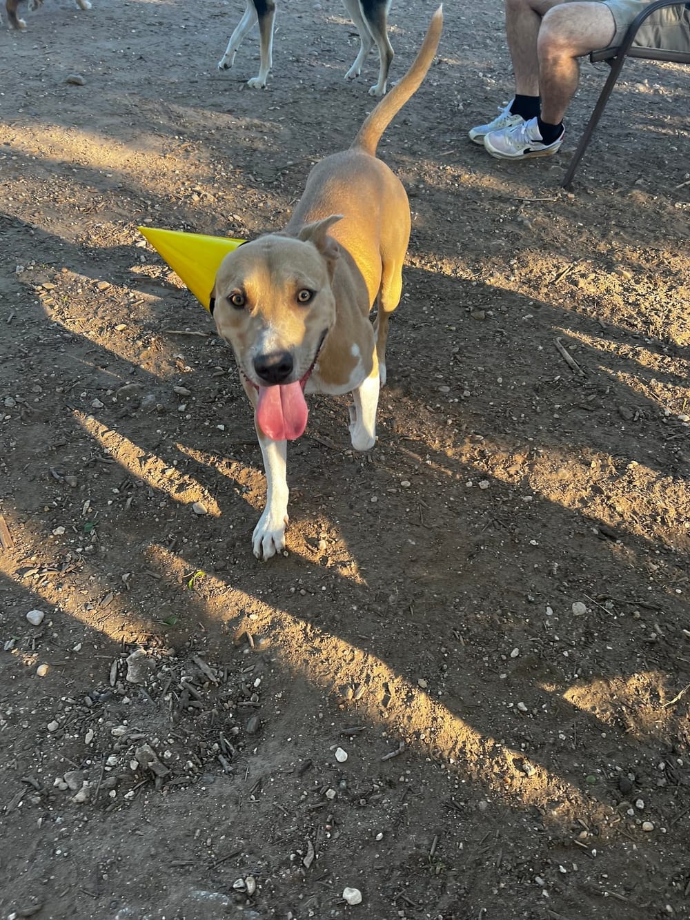 Norwood Estate Dog Park on E. Riverside, photo 3