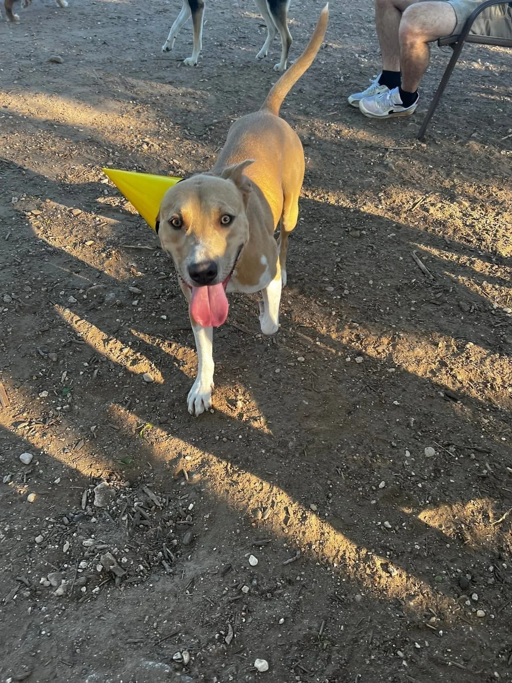 Norwood Estate Dog Park on E. Riverside, photo 3