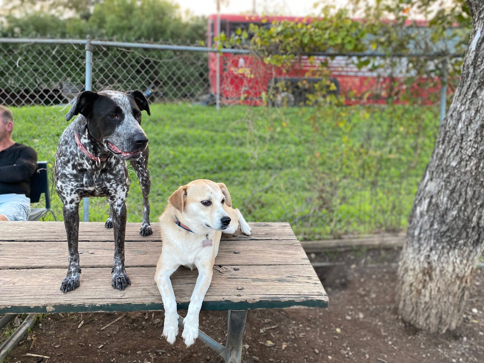 Norwood Estate Dog Park on E. Riverside