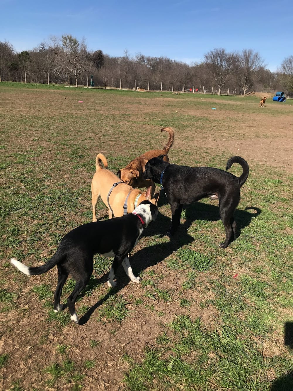 Round Rock Dog Depot, photo 2
