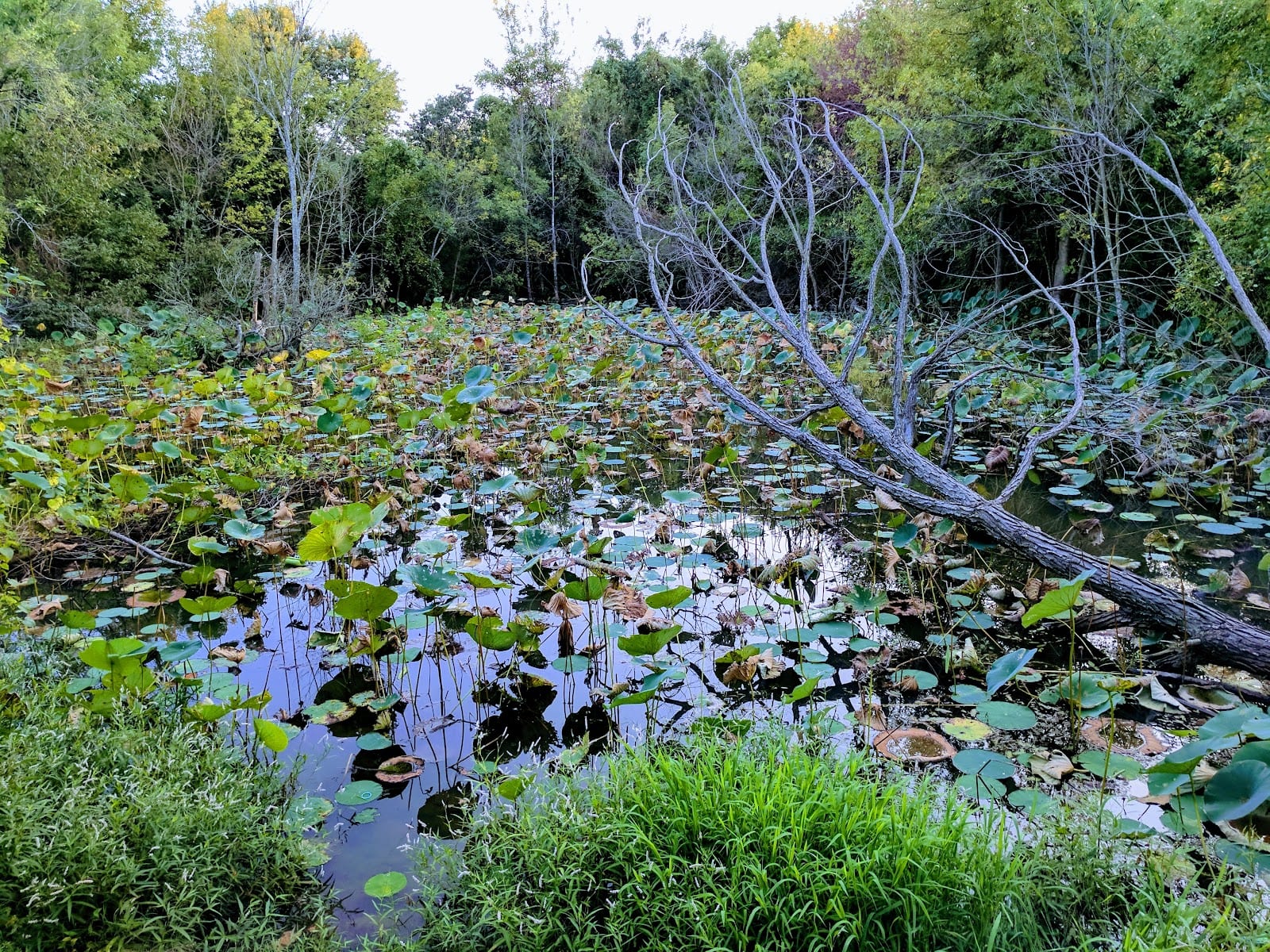 Bryce Davis Park