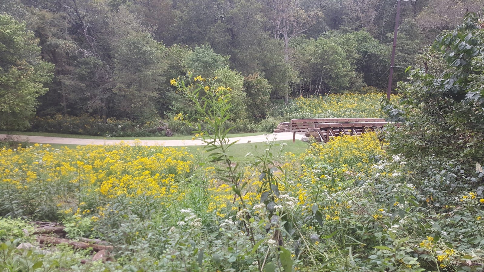 Lake Atlanta Dog Park