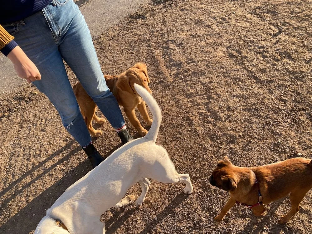 Fort Boise Dog Park, photo 2
