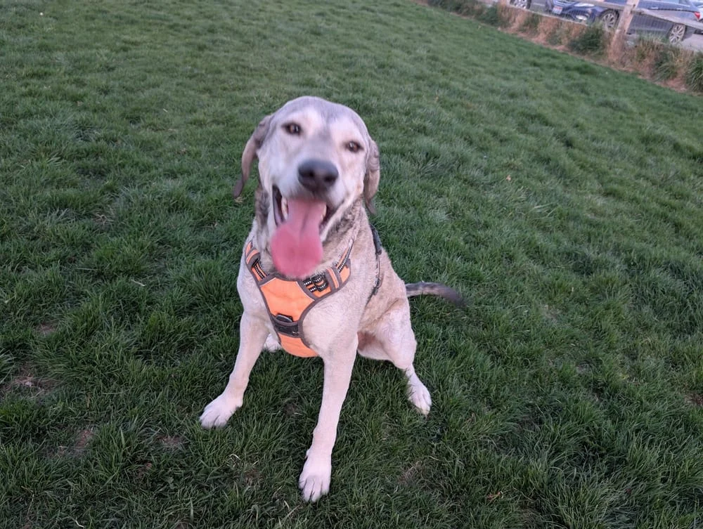 Molenaar Dog Park