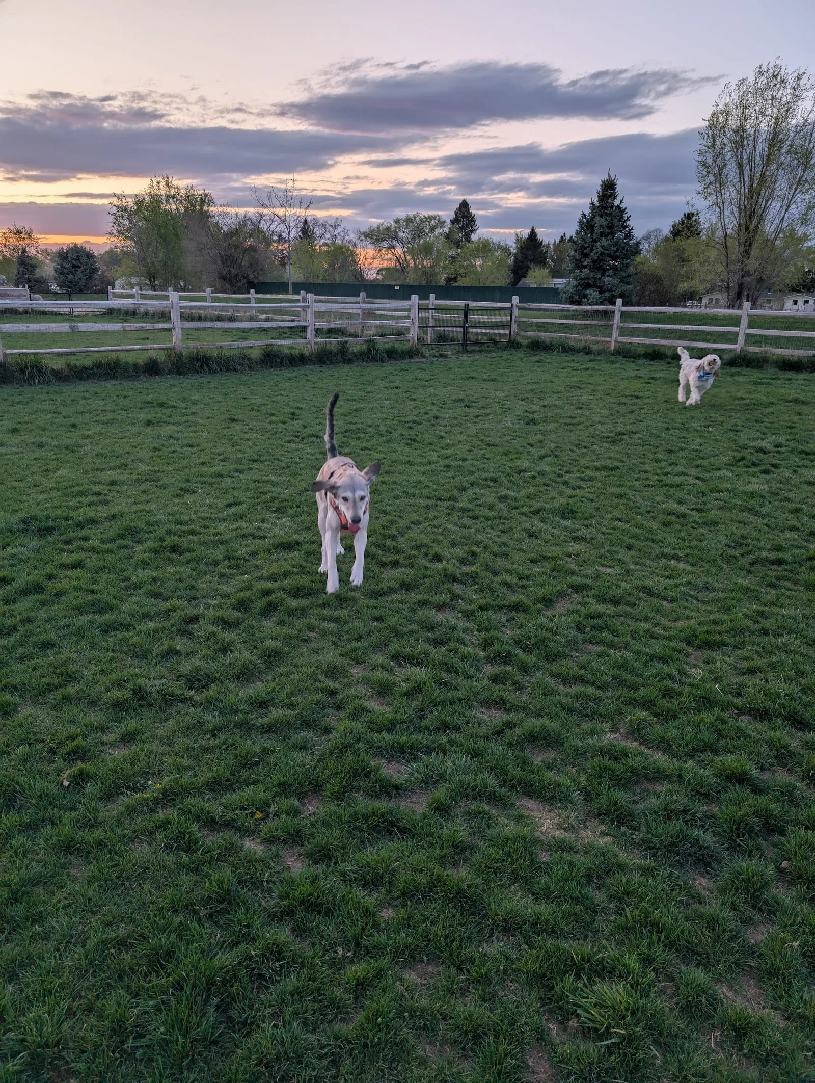 Molenaar Dog Park