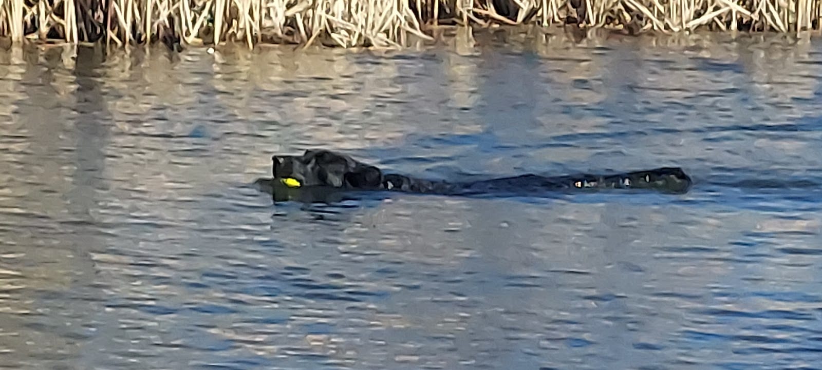 Morris Hill Dog Park