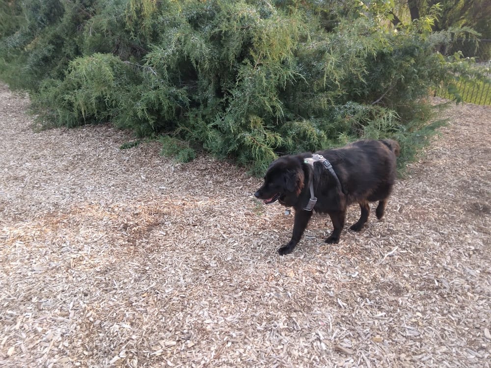 Morris Hill Dog Park, photo 2