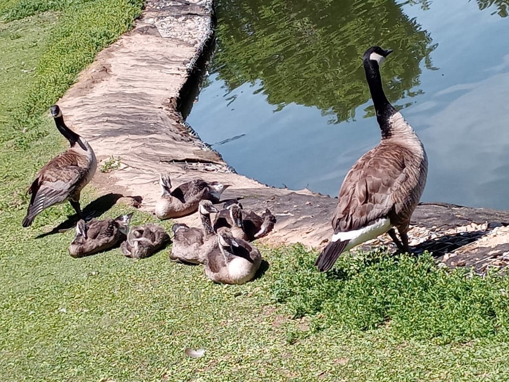 Redwood Park, photo 3