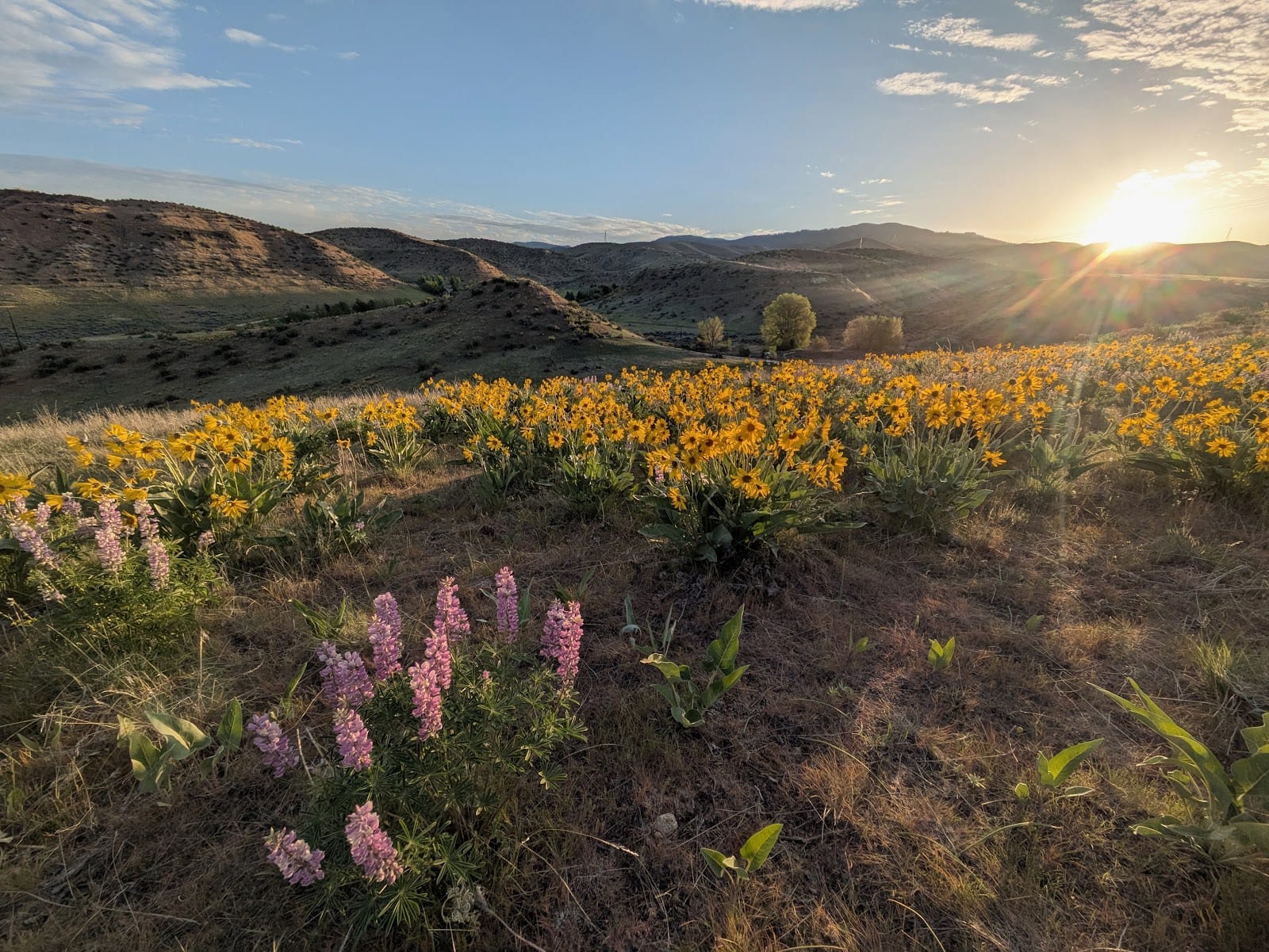 The Military Reserve