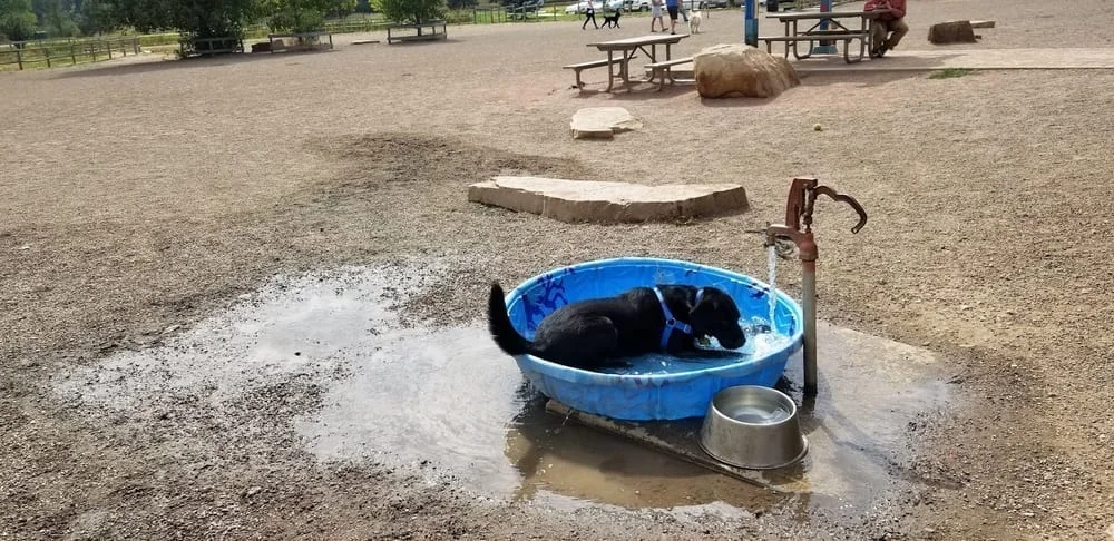 Louisville Community Dog Park, photo 2