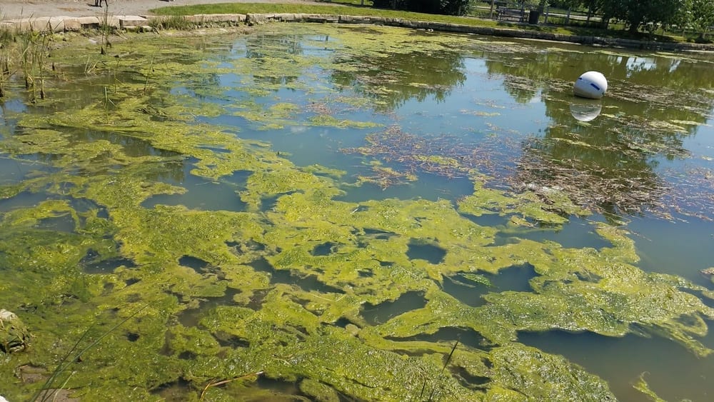 Louisville Community (Dog) Park, photo 3